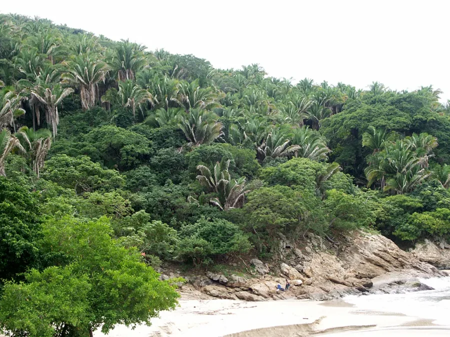vegetación en playa clavelinas cerca de San Pancho