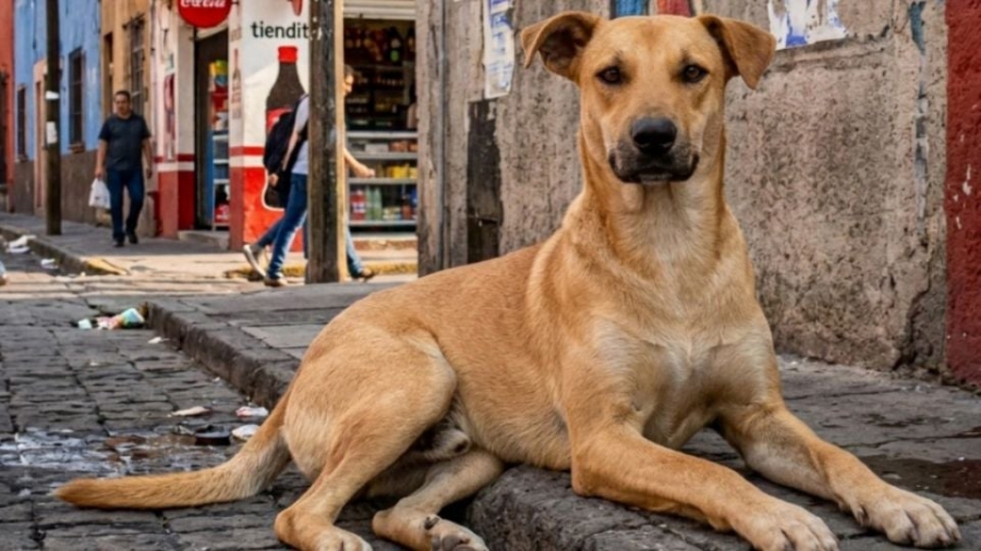 perro amarillo caramelo