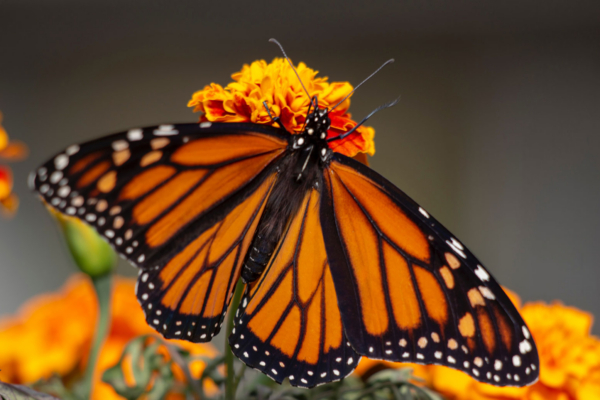 Mariposa Monarca mundial