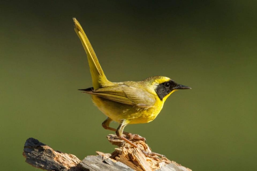 Paradójicamente, miles de turistas visitan cada año Los Cabos sin saber que, oculto entre los humedales, sobrevive uno de los pájaros más restringidos y amenazados del país. Facebook Isabel y su Café.