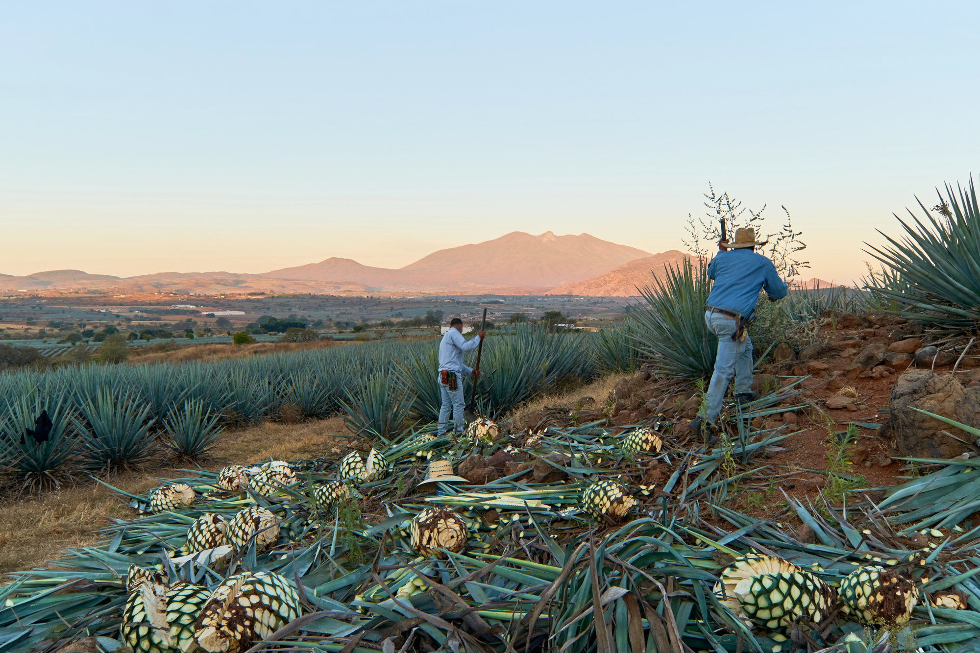 Tequila artesanal vs. industrial, los secretos detrás de la bebida más mexicana