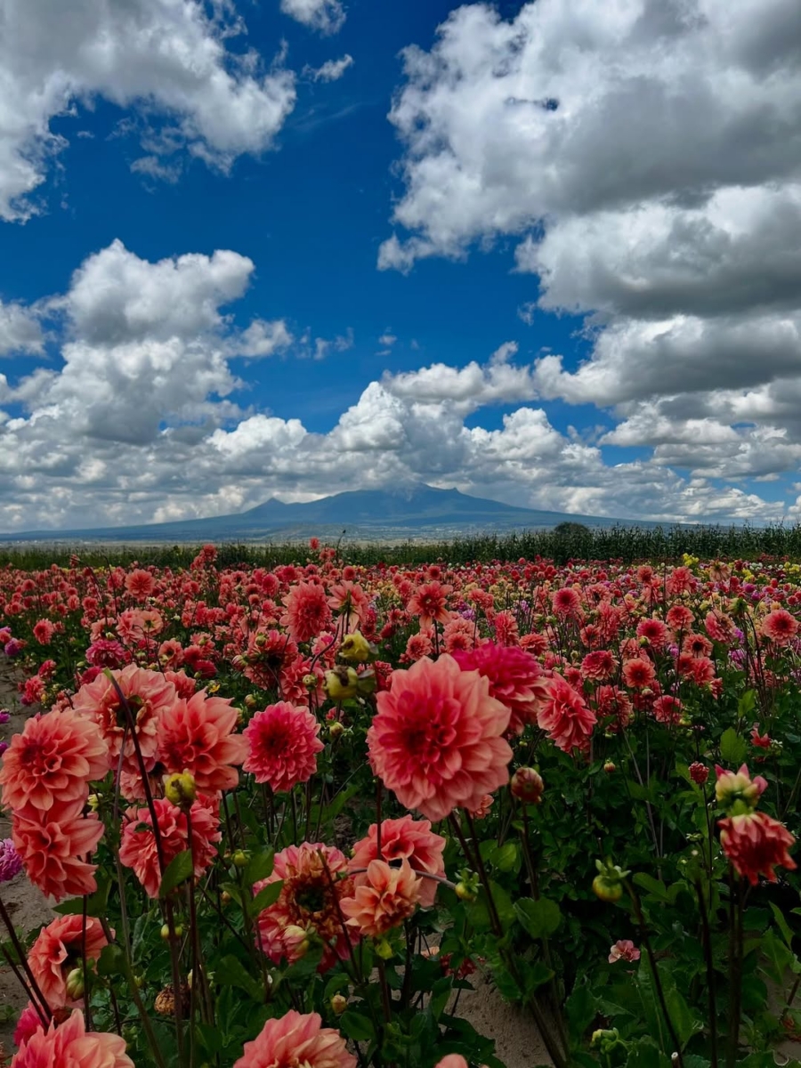 Campo de dalias en huamantla
