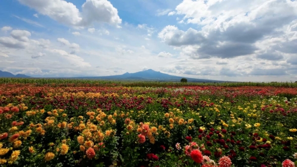 Campos de Dalias en Huamantla