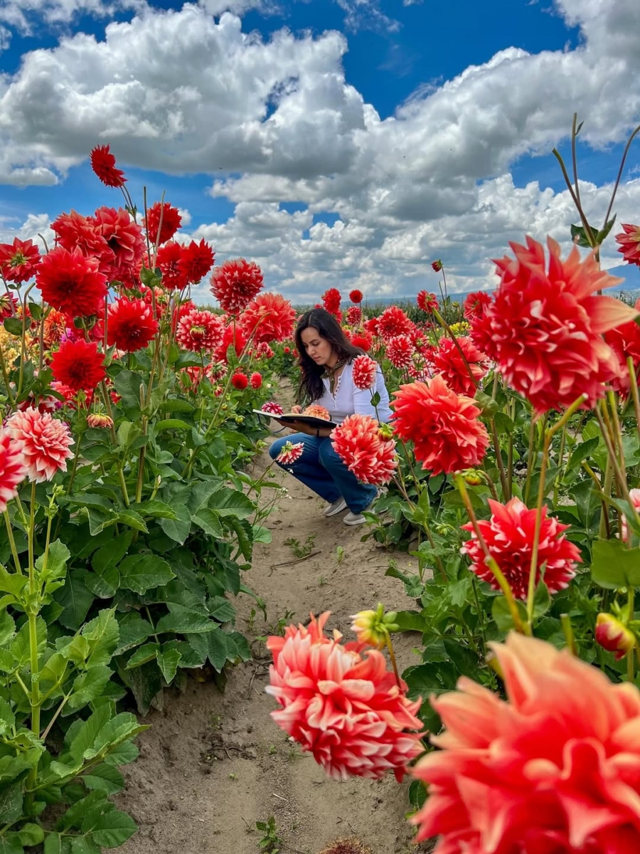 Campo de dalias en huamantla
