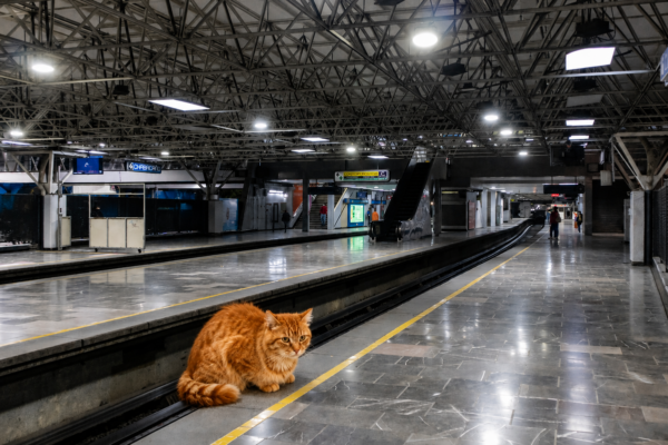gatitos-de-chabacano-metro (1)