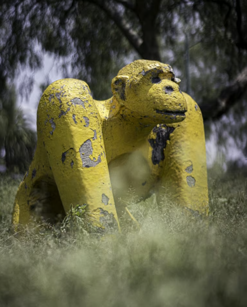 Gorila en el parque