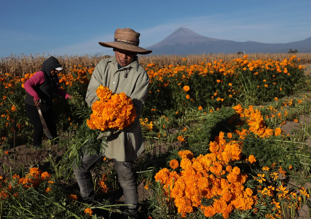 Hoy inicia la siembra de la cempasúchil: la temporada que une el Día de San Juan con el Día de Muertos