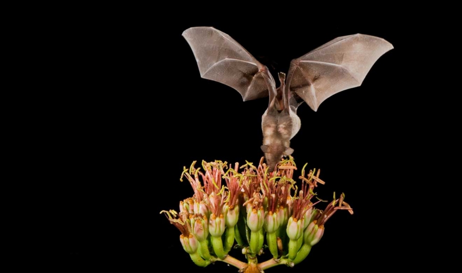 murciélago magueyero