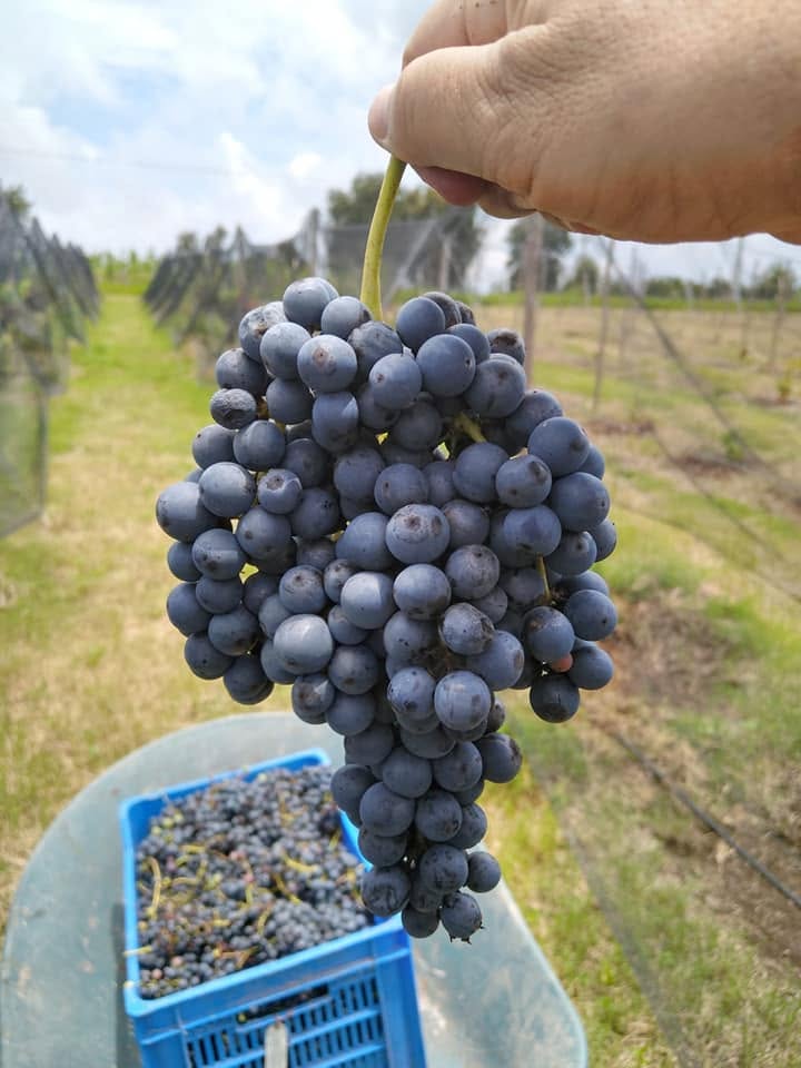 el primer viñedo en Nayarit
