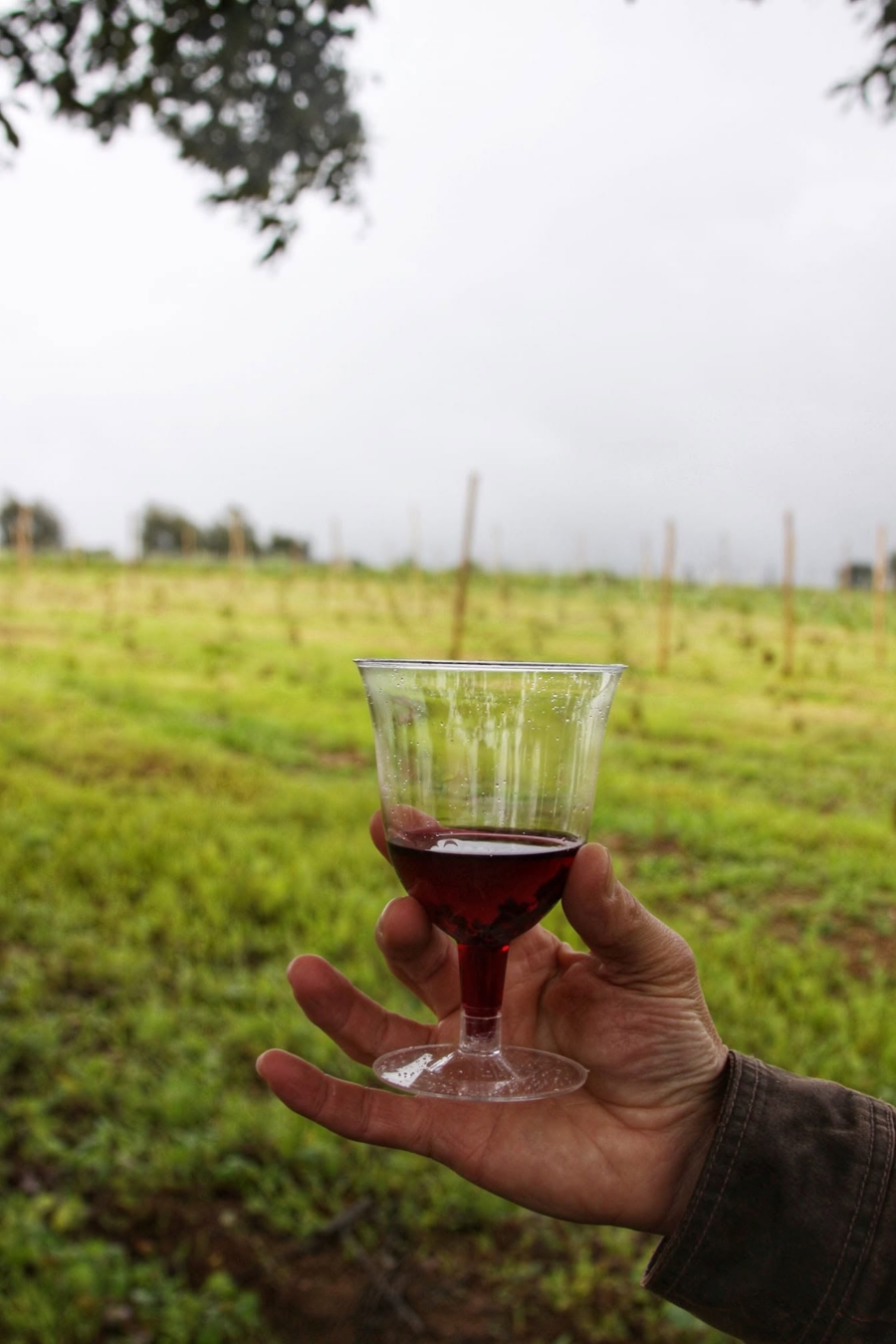Meseta del Cielo, viñedo en Nayarit