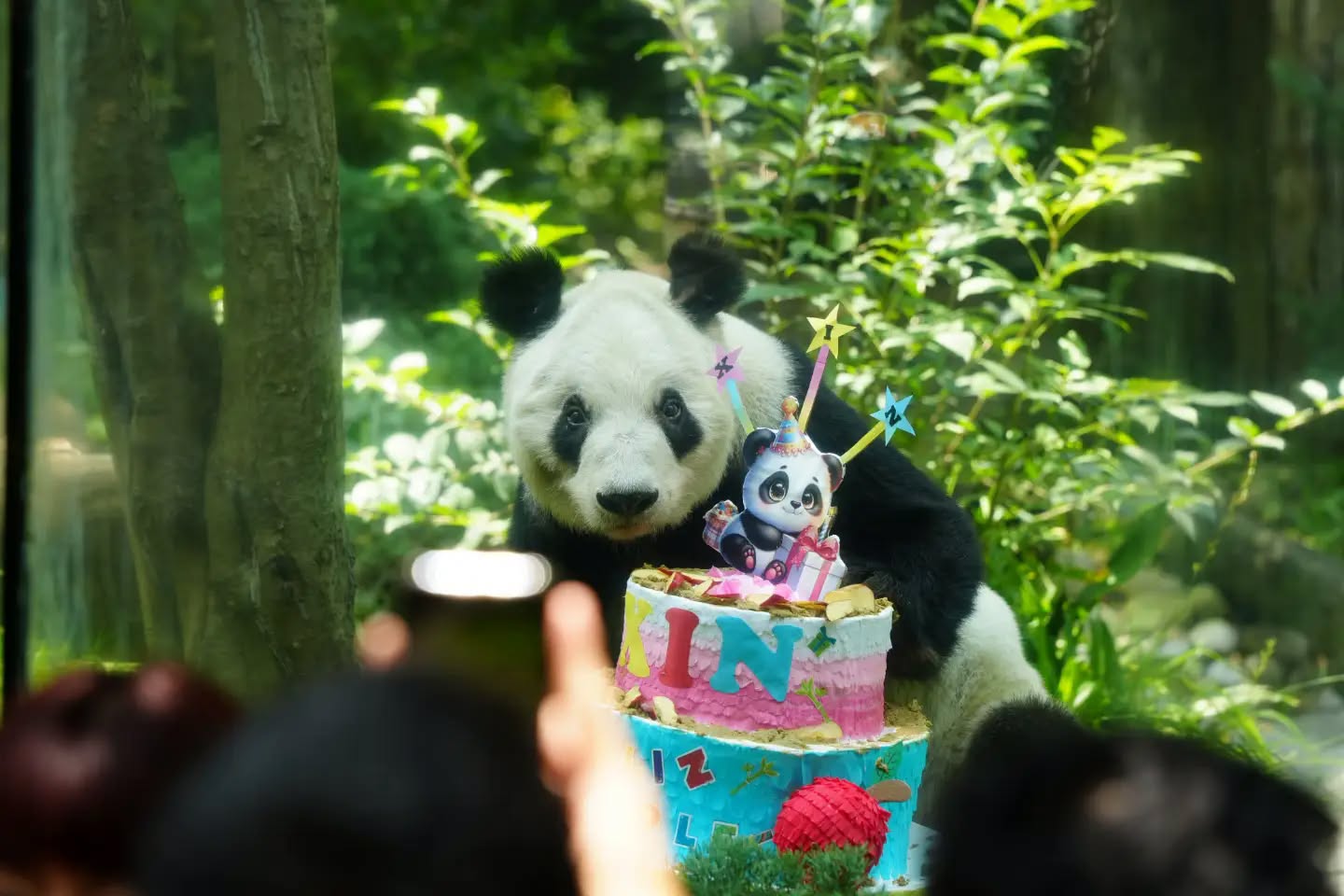 Panda de Chapultepec Xin Xin celebra 36 años y rompe récord de longevidad