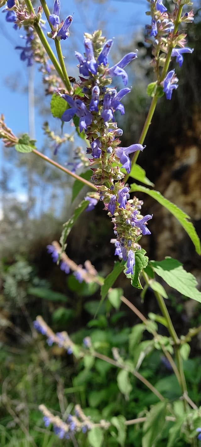 El Cerro de Xochitepec resguarda una gran variedad de flores silverstres. Facebook El Cerro de Xochitepec.