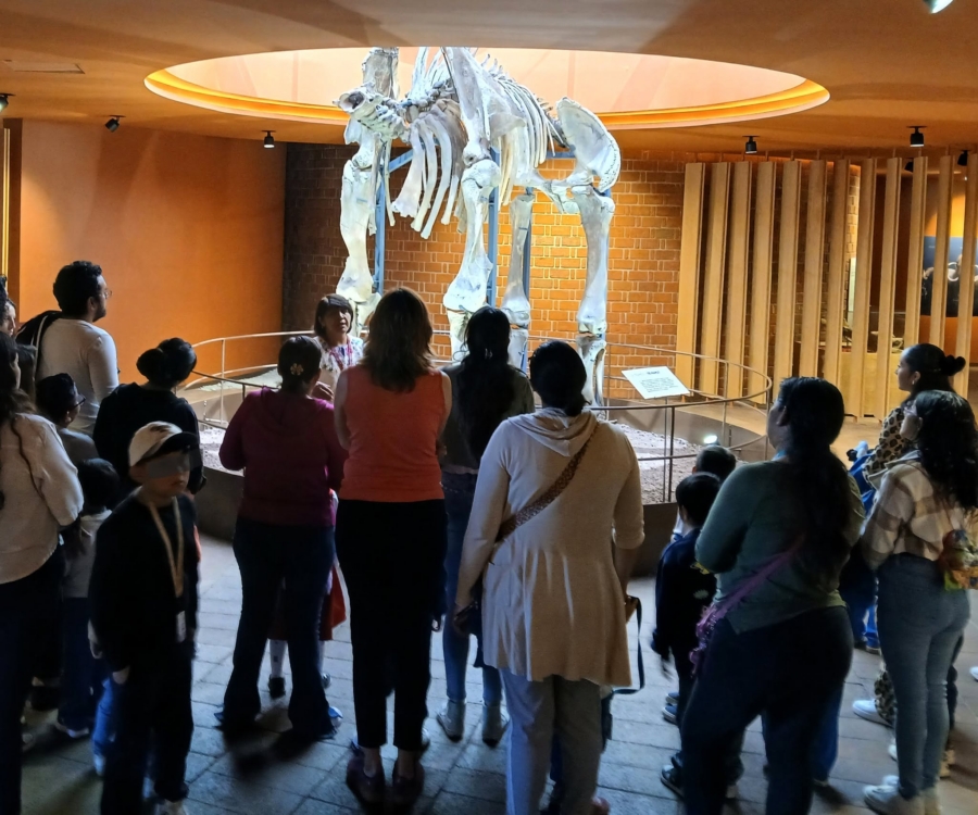 La pieza que recibe a los visitantes es un esqueleto de Mammuthus columbi, que se restauró en aproximadamente un 85 % de su integridad. Facebook Museo del Mamut de Tultepec.