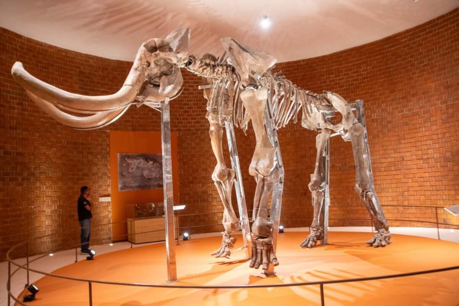 museo-del-mamut-de-tultepec-ok (1)