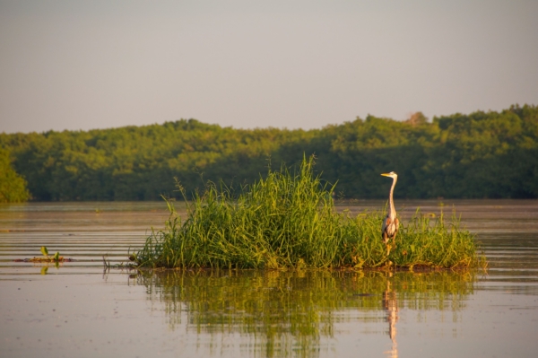 laguna zoquipan san blas nayarit