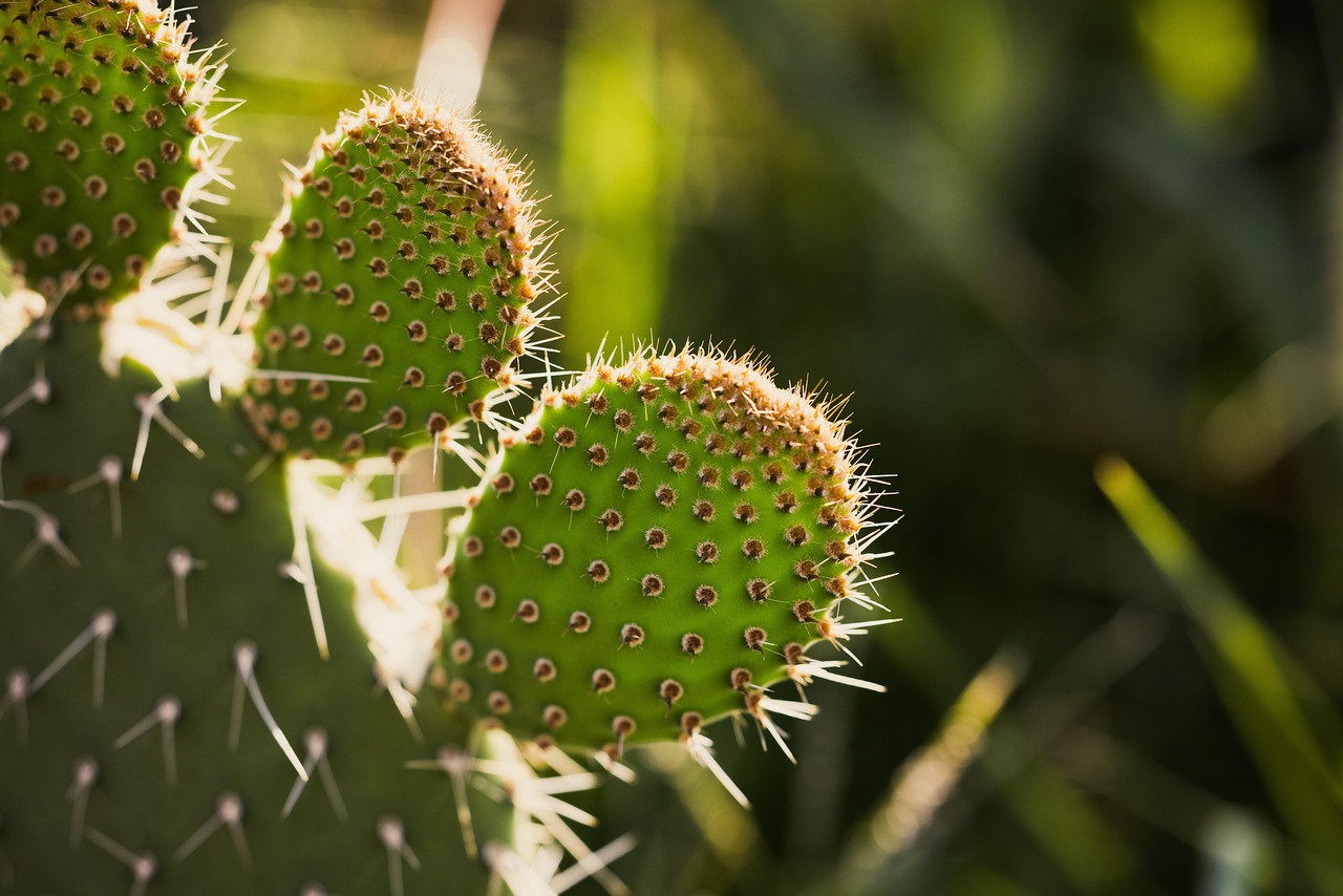 El ‘oro verde’ toma la CDMX: llega la Feria del Nopal 2026
