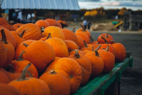 festival de calabaza