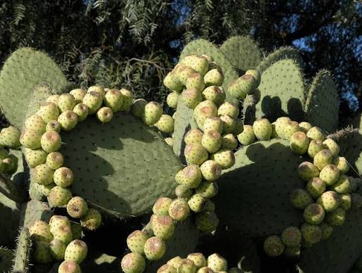 Las viejitas de Guanajuato conservan esa memoria. Una tuna seca que fácilmente podría terminar abandonada en el nopal se transforma mediante la cocina en un guiso con jitomate, chile, cebolla y hierbas. Flickr.