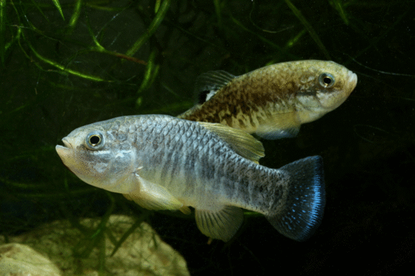 Cyprinodon-julimes-pair_1200_bis