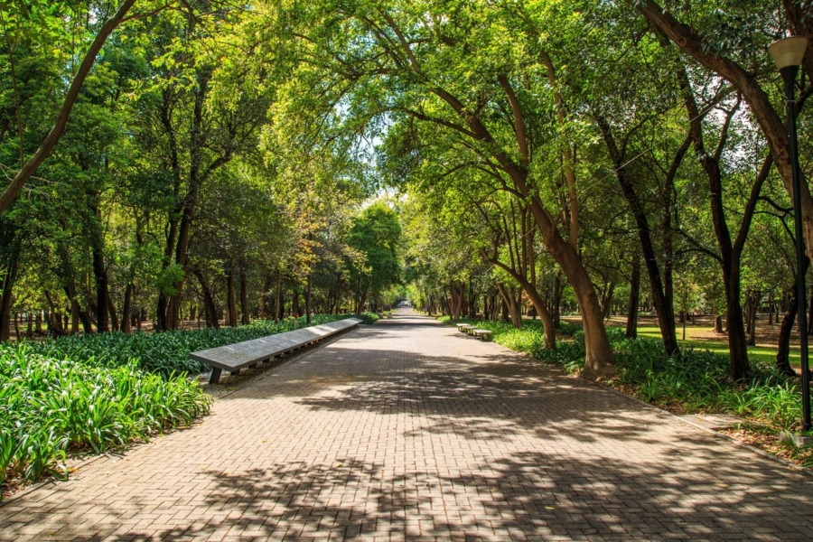 el bosque de chapultepec es uno de los lugares para visitar en cdmx en lluvias