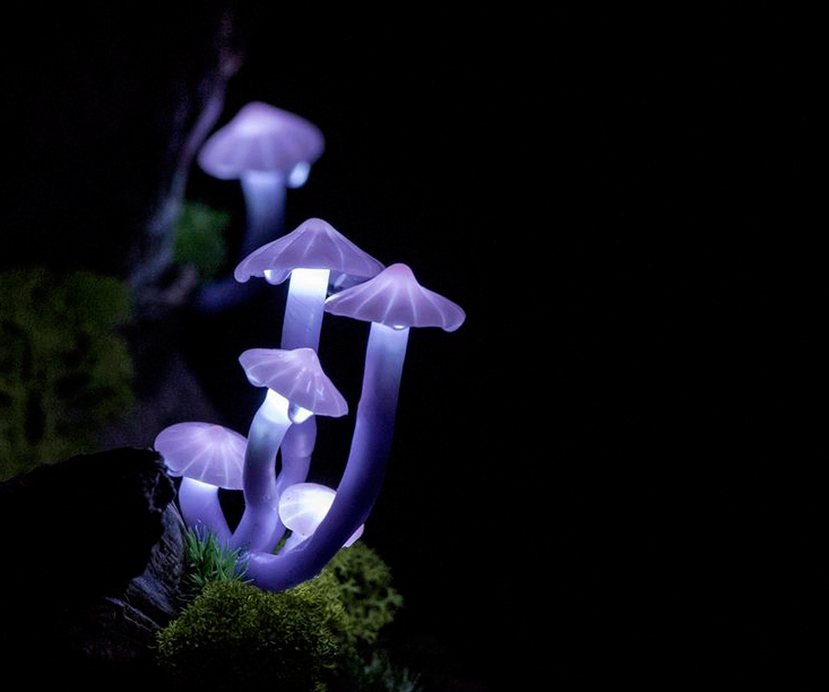 Bosque fluorescente