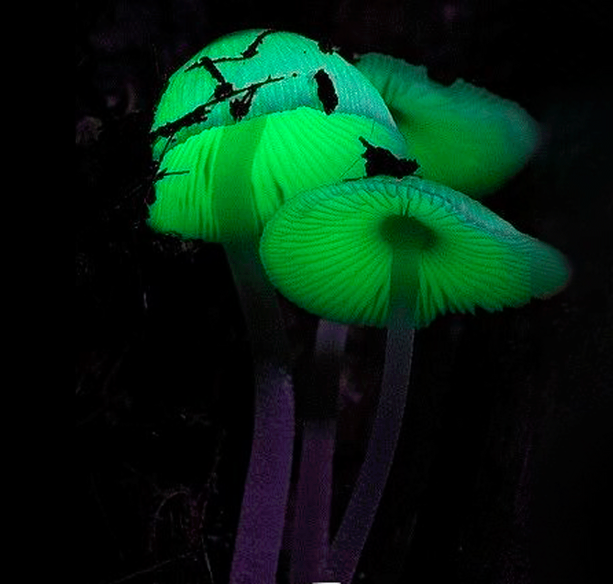 Bosque fluorescente