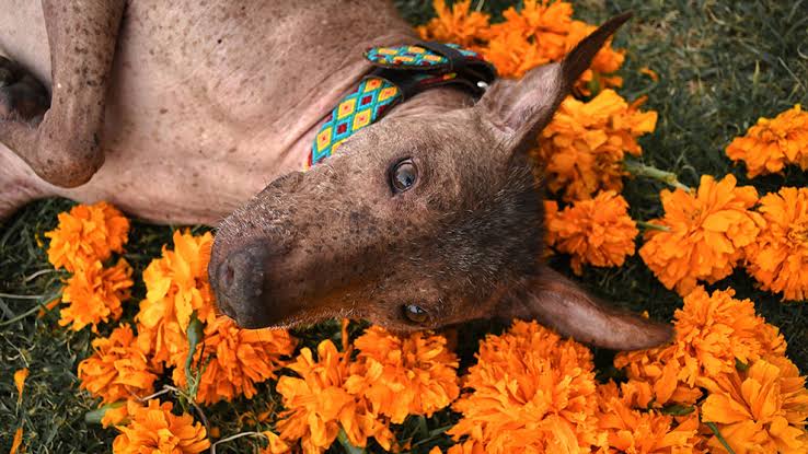 Festival del Perro Xoloitzcuintle