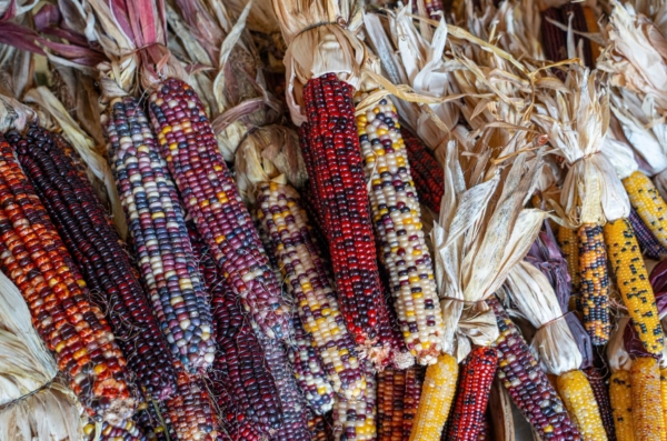 Feria del Maíz en Los Pinos y la Gran Elotiza Nacional