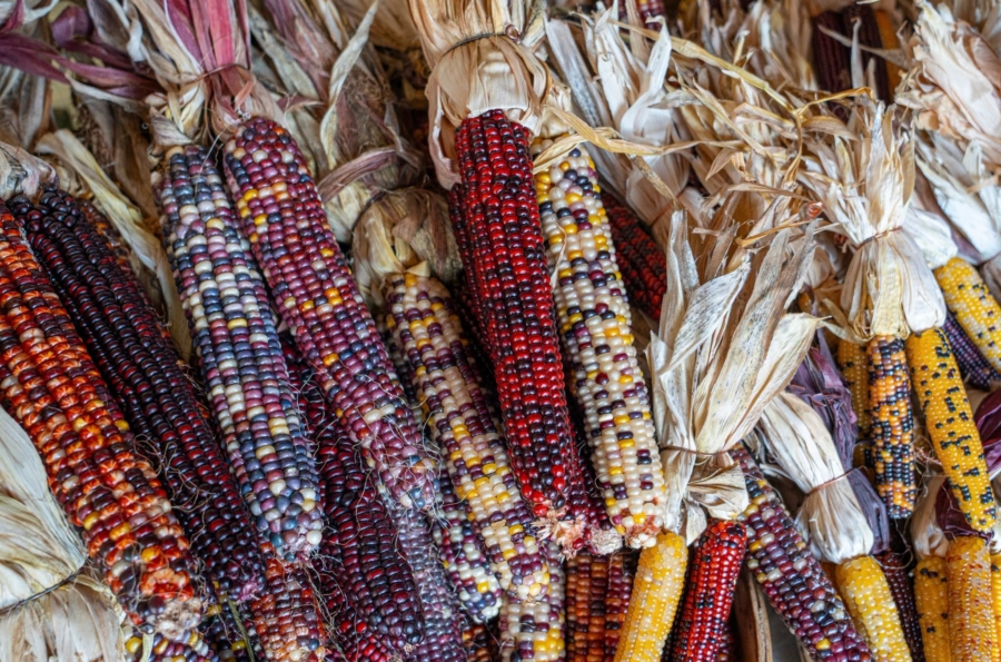 Feria del Maíz en Los Pinos y la Gran Elotiza Nacional