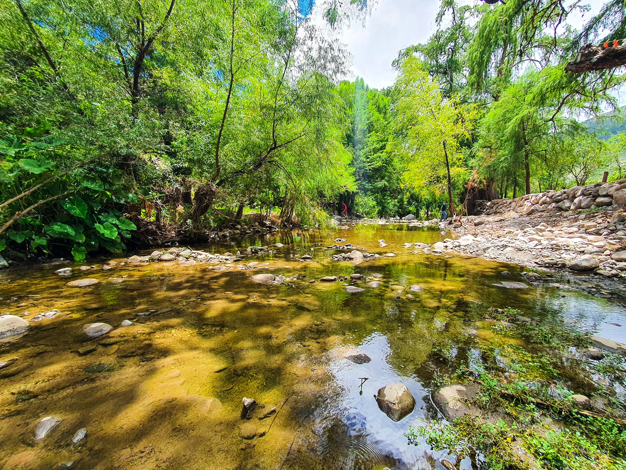 Panales, el lugar donde los ahuehuetes crean un oasis en el semidesierto de Tolimán