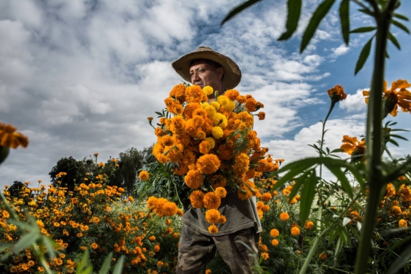Festival de Flores de Cempasúchil 2026