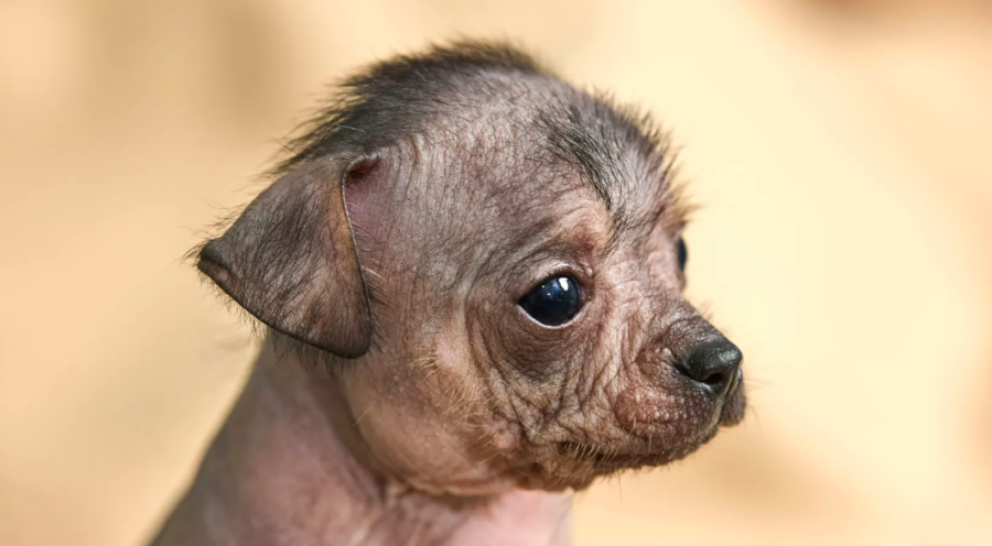Xoloitzcuintle