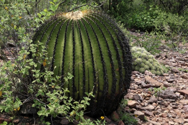 ruta de las biznagas en tolimán