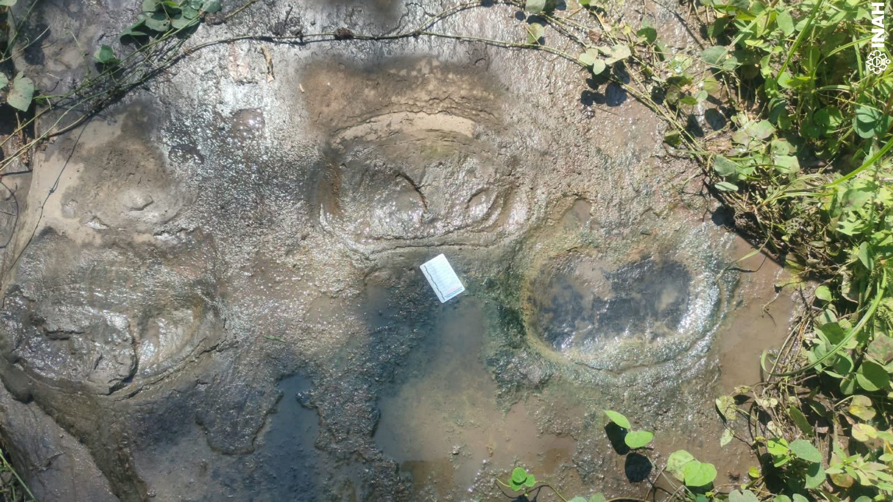 El INAH confirma 50 huellas de dinosaurios en Apatzingán