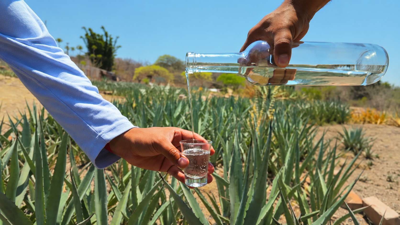 Ruta del Mezcal Puebla